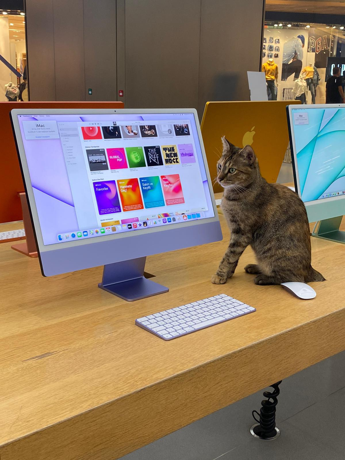 Cats love Apple also